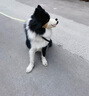 智宙狗嘴套防叫防咬防亂吃中小型犬狗口罩透氣泰迪柯基金毛專用狗嘴罩 奧利棕小熊【雙重鎖定 】 M（建議體重15-25斤） 曬單實拍圖