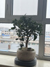 自然空間桂花樹(shù)盆栽盆景陽(yáng)臺室內好養 柳素老樁桂花+2天鵝+聚財罐源頭直發(fā) 曬單實(shí)拍圖