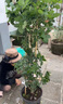 寶御安龍沙寶石爬墻藤本月季薔薇特大花苗濃香四季開(kāi)花庭院別墅陽(yáng)臺植物 粉色龍沙寶石 母本大苗 不含盆 曬單實(shí)拍圖