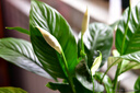 適馬（SIGMA）Art系列 恒定大光圈單反變焦鏡頭Art 24-70mm F2.8 DG HSM 全畫幅鏡頭 尼康口 曬單實(shí)拍圖