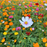 卉心思耐寒耐旱野花組合種子各種花種籽子大全四季播種開(kāi)花春天庭院易活 野花組合一斤 曬單實(shí)拍圖
