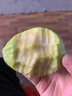 閩南芭樂(lè )漳州白心芭樂(lè )番石榴脆甜清爽現摘現發(fā)水果 榨番石榴汁 帶箱1斤裝（單果150-200g） 曬單實(shí)拍圖