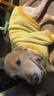 嬉皮狗（hipidog）金毛衣服大狗狗拉布拉多中型大型犬柴犬薩摩哈士奇寵物秋冬款加厚 黃色絨衣 5XL(建議體重50-60斤) 曬單實拍圖