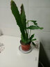 令葉園令箭荷花盆栽帶花苞東北小粉色易活四季室內(nèi)陽臺綠植花卉曇花大苗 30cm　五葉片中苗　　（玫紅） 曬單實拍圖