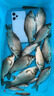 龍王恨釣魚桶便攜式EVA加厚裝魚桶釣箱多功能可折疊帶繩打水桶垂釣用品 狂瀾方形水桶45CM 曬單實拍圖