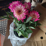 開(kāi)時(shí)果 重瓣大麗花盆栽帶花發(fā)貨 四季開(kāi)花室內花苗花卉陽(yáng)臺特大易活綠植 【帶花發(fā)貨】玫紅雙色（150杯）+加侖盆 曬單實(shí)拍圖