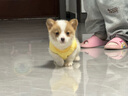欣記幼貓幼犬衣服小泰迪小狗小體茶杯犬奶狗奶貓1個2個月小貓春秋背心 【空氣棉】可愛雞 XS-【建議1-3斤】 曬單實拍圖