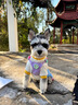 MIKI PAD寵物狗狗衣服小型犬可牽引外出背帶褲春夏幼犬衣服比熊泰迪雪納瑞 藍(lán)色口袋背帶褲 L背長(zhǎng)35cm（參考體重9-13斤） 曬單實(shí)拍圖