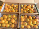 桃西村 四川大涼山德昌脆蜜金桔三代金桔新鮮水果孕婦甜蜜純甜無(wú)籽大果 涼山脆蜜金桔 1斤 中果 18-25克 曬單實(shí)拍圖