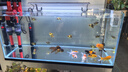 皓派超白魚缸家用陽臺隔斷客廳電視柜超白玻璃魚缸裸缸長條魚缸溪流缸 型號按照長寬高排序+錄開箱視頻包損 80-35-35裸缸厚8毫米【送魚缸墊+送貨上樓】 曬單實拍圖