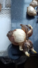 正宗漳州水仙花種球陽(yáng)臺盆栽土培水養水仙大球室內外冬季耐寒花卉 水仙種球【1個(gè)】+營(yíng)養液 曬單實(shí)拍圖