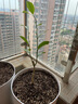 爾瀾清香氣味原土發(fā)貨香水檸檬樹(shù)苗果樹(shù)苗室內陽(yáng)臺盆栽水果苗源頭直發(fā) 曬單實(shí)拍圖