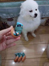 阿莫爾狗狗夏季外出鞋子小型犬防臟防掉腳套寵物泰迪比熊博美防水鞋套 迷彩綠 XL 建議17斤內(nèi)-具體參考尺碼 曬單實拍圖