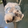 曇蓓漫貓咪衣服寵物狗狗衣服保暖秋冬季外套布偶德文無(wú)毛貓幼貓幼犬外套 【雙層毛絨 防風(fēng)保暖】 XL 【藍色建議8.5-11斤】 （帶有牽引扣可掛牽引繩） 曬單實(shí)拍圖