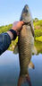 釣魚(yú)神器黑科技超聲波誘魚(yú)漂立式電子漂鯽魚(yú)鯉魚(yú)鰱鳙黑坑野釣通殺 超聲波誘魚(yú)漂【一支】 曬單實(shí)拍圖