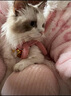 hellokitty睡袍珊瑚絨連帽睡衣女冬季加絨加厚學(xué)生保暖居家服外穿 3219-凱蒂貓印花睡袍【睡袍】 M 【建議體重96-110】 曬單實(shí)拍圖