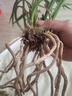 劉閣蘭花劉閣蘭花 蕙蘭花苗 千古金雀 虎斑線(xiàn)藝冬帶花苞出售 好養花卉盆栽 5苗連體裸根 曬單實(shí)拍圖
