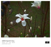 OPPO Find N2/3 Flip 折疊屏X4/5/6/7/8s+pro ultra系列二手手機(jī) 顏色規(guī)格參考質(zhì)檢報(bào)告 OPPO Find X7 Ultra 曬單實(shí)拍圖