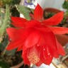 飛沭 蟹爪蘭盆栽帶花盆多色嫁接重瓣好養(yǎng)年宵花卉植物 26棵超值大紅色（當(dāng)年開(kāi)花） 含加侖花盆 曬單實(shí)拍圖