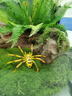 BARBAROUS GROWTH玻璃爬缸蜥蜴蛇甲蟲烏龜陸龜爬寵爬蟲角蛙飼養(yǎng)箱盒專用缸爬寵飼養(yǎng) BT-10(50*30*25)【磁吸不跑蛇】 曬單實拍圖