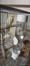 智宙寵物鸚鵡撞針飲水器自動(dòng)喂水器水壺玄風(fēng)鳥(niǎo)類(lèi)食盒喂食喝水器防濺 中號撞針飲水機【約270ML】 曬單實(shí)拍圖