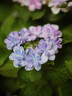 鑫意無(wú)盡夏繡球花種子適合室外播種四季開(kāi)花多年生盆栽庭院種植花籽 玉石繡球種子100粒+肥 曬單實(shí)拍圖