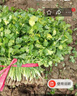 大禹大葉香菜籽種子苗帶土秧苗老品種小葉青菜四季盆栽春季 農家小葉香菜種子150g+50g肥 曬單實(shí)拍圖