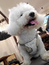 puppytie狗狗牽引繩小型犬狗繩遛狗繩背心式泰迪柯基寵物胸背帶狗狗胸背帶 珍珠白-胸背帶 S-小型 建議8-16斤 曬單實拍圖