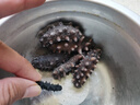 莫失品 大連淡干海參干貨速發(fā)海參晚上泡早上吃遼寧野生即食海參 速發(fā)50克裝/70-80只/泡好5-6厘米 曬單實(shí)拍圖