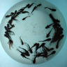 黃骨魚(yú)苗活體淡水養殖食用鮮活魚(yú)黃丫頭黃鴨叫昂刺魚(yú)黃顙魚(yú)冷水觀(guān)賞魚(yú)黃辣丁魚(yú)苗批發(fā) 50條3-4厘米黃骨魚(yú)苗(多發(fā)10%防損) 曬單實(shí)拍圖
