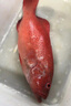 潮海堂 深海海捕東星斑 (去肚去腮)海鮮冷凍瓜子魚(yú)斑魚(yú)生鮮魚(yú)類(lèi)節日送禮 海捕東星斑 凈重600-700g/條 曬單實(shí)拍圖