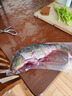 跑山密水農家水庫魚(yú) 新鮮鯉魚(yú)當日捕撈鮮魚(yú) 現殺現發(fā)生鮮魚(yú)類(lèi)生態(tài)魚(yú) 鯉魚(yú) 2斤 （非凈重） 曬單實(shí)拍圖