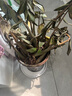 花財主大型盆栽綠植 檸檬樹鴨腳木發(fā)財樹天堂鳥綠植室內(nèi)客廳大盆栽 大型金錢樹1-1.2米【進寶】 含盆 曬單實拍圖