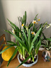 漳州水仙花盆栽水養(yǎng)種球冬季花卉綠植客廳水培室內植物好養(yǎng)年宵花 水仙花【塑料盆】一盆裝滿/帶根帶芽 帶盆栽好 曬單實拍圖