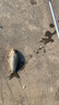 久巖魚竿纏把帶加長防滑防水魚桿綁帶1.5米EVA纏繞帶高端加厚手把帶 桔色1.5米防水PU+EVA纏把帶 一條裝【含兩條封條】 曬單實(shí)拍圖