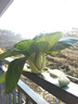 壽禾油菜種子矮腳上海青梗菜蔬菜小白菜快菜秋季壽光蔬種籽四季青菜 濰豐上海青種子5g約1500粒 曬單實拍圖