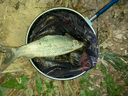 龍王恨魚(yú)護方形加厚涂膠防掛漁護黑坑競技魚(yú)網(wǎng)兜休閑野釣便攜速干裝魚(yú)兜 23cm 2.5m 曬單實(shí)拍圖