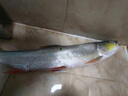 科尼路亞竿怒斬Ⅱ代高碳輕量泛用遠投黑坑野釣翹嘴鱸魚(yú)鱖魚(yú)鱤魚(yú) 2.1米 怒斬Ⅱ直柄雙竿稍（M+ML） 曬單實(shí)拍圖