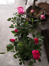 御春閣 帶花苞 歐洲 微型 花卉玫瑰 花盆栽室內陽(yáng)臺盆栽 玫瑰花苗  粉色玫瑰3-4棵裝帶花苞（原盆原土發(fā)貨） 曬單實(shí)拍圖