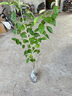 羊奶果樹(shù)苗德甜二號純甜大果高產(chǎn)選育改良扦插實(shí)生苗 大果羊奶果2年苗1棵【帶土帶葉】 30cm(含)-40cm(不含) 曬單實(shí)拍圖