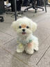 祥記萌奇韓版純種馬爾濟(jì)斯犬幼犬小型寵物狗活體幼犬超小體白色長(zhǎng)毛雙血統(tǒng) 寵物級(jí) 聯(lián)系客服選寵 曬單實(shí)拍圖