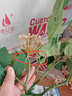 野派法國(guó)繡球高仿真花假花束高檔帶花瓶客廳酒店擺件絹花室內(nèi)裝飾花 粉色6頭法國(guó)繡球/高80CM 曬單實(shí)拍圖