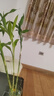綠有意富貴竹水培植物客廳招財(cái)綠植花卉室內(nèi)水竹粗桿帶根轉(zhuǎn)運(yùn)竹水養(yǎng)盆栽 富貴竹66-76cm【6棵】招財(cái)卡+液 曬單實(shí)拍圖