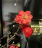 京悠雨垂絲海棠花盆栽鮮花四季開(kāi)花樹(shù)苗盆景老樁花卉植物室內花綠植真花 (5年老樁)精品垂絲海棠花+肥料【四季開(kāi)花】 不含盆 曬單實(shí)拍圖