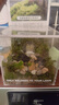 植季苔蘚微景觀(guān)生態(tài)雨林缸造景辦公桌面植物盆景成品發(fā)貨生態(tài)瓶送禮物 精靈之家【成品發(fā)貨】 曬單實(shí)拍圖
