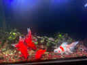 馬印全光譜LED魚缸筒燈金魚燈泰獅專用爆藻增色增紅蘭壽增艷燈魚缸燈 全光譜筒燈60W快速爆藻（無支架） 曬單實(shí)拍圖