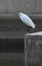 騰龍（Tamron）官方旗艦店A057 150-500mm F/5-6.7 防抖Z卡口/索尼口全畫幅微單遠攝野外防抖鏡頭騰龍150500 尼康Z卡口 套餐二【閃迪128G高速卡+相機包+一站出行裝備】 曬單實拍圖