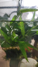 勝畫(huà)銅錢(qián)草魚(yú)缸水草水培植物直接入缸造景蜈蚣草凈化水質(zhì)古法養魚(yú)草 【財源茂盛火山石】50-60缸套餐 曬單實(shí)拍圖