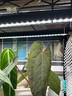 BARRINA佰利納植物補(bǔ)光燈熱植補(bǔ)光燈家用上色全光譜led植物生長(zhǎng)燈 1條裝-白光【59CM-10W-黑色】 曬單實(shí)拍圖