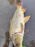 川品社反底釣浮水珠珠顆粒大浮力假餌江湖水庫釣草魚鯉魚玉米香味軟餌珠 1.6cm浮珠+反底釣組（全套配件） 曬單實拍圖